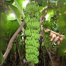 Banana Robusta